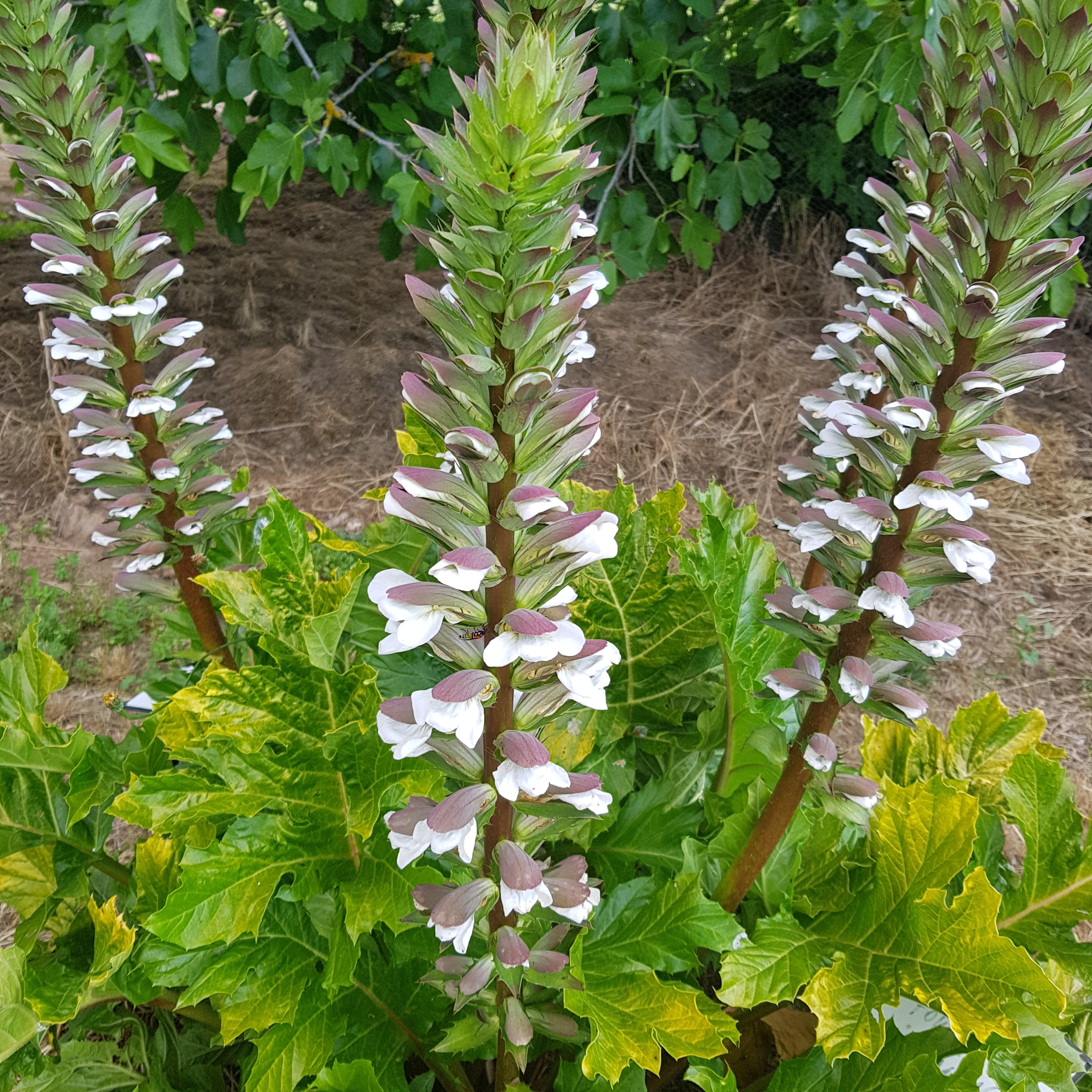 Acanthus mollis 'Hollard's Gold' – Nutshell Nursery