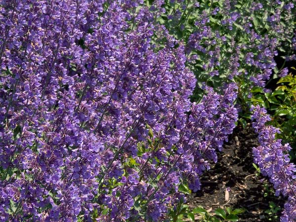 Nepeta – Nutshell Nursery