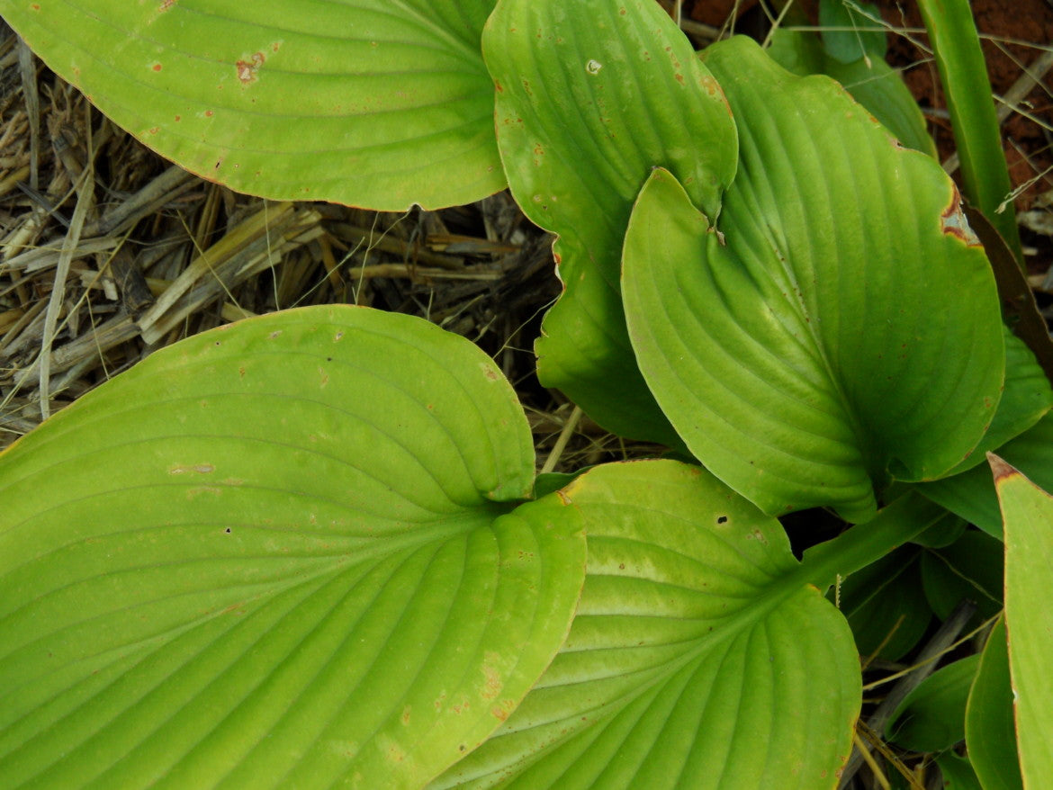 Hosta – Nutshell Nursery