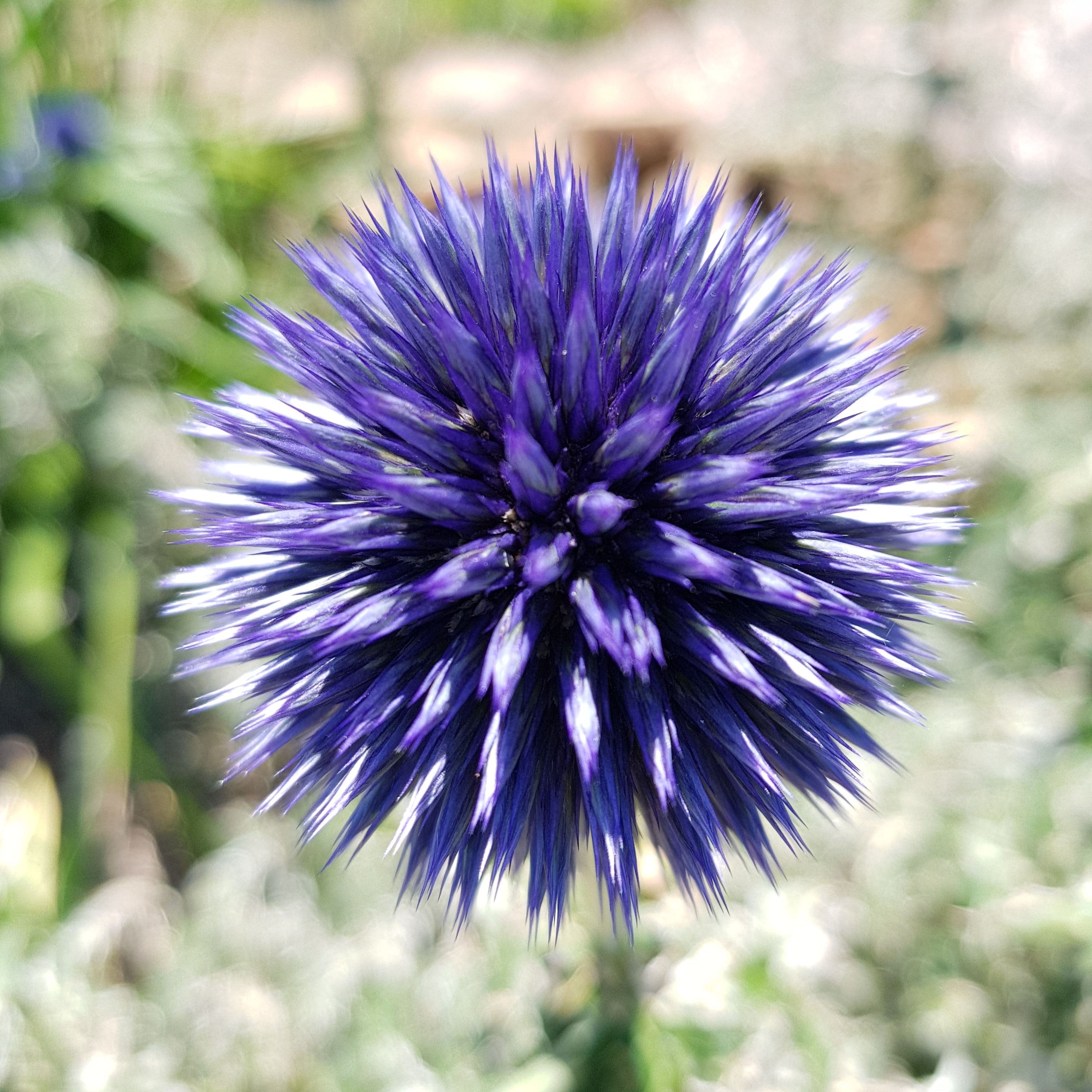 Echinops ritro