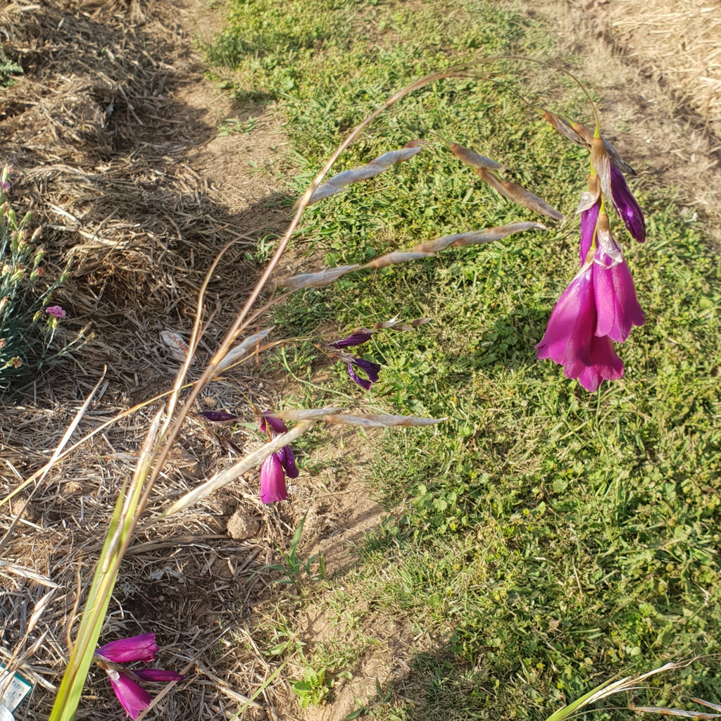Dierama pulcherrimum 'Port Wine'