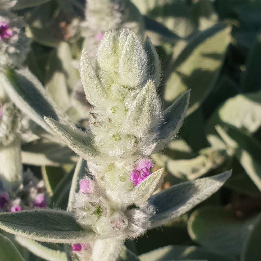 Stachys byzantina 'Big Ears'