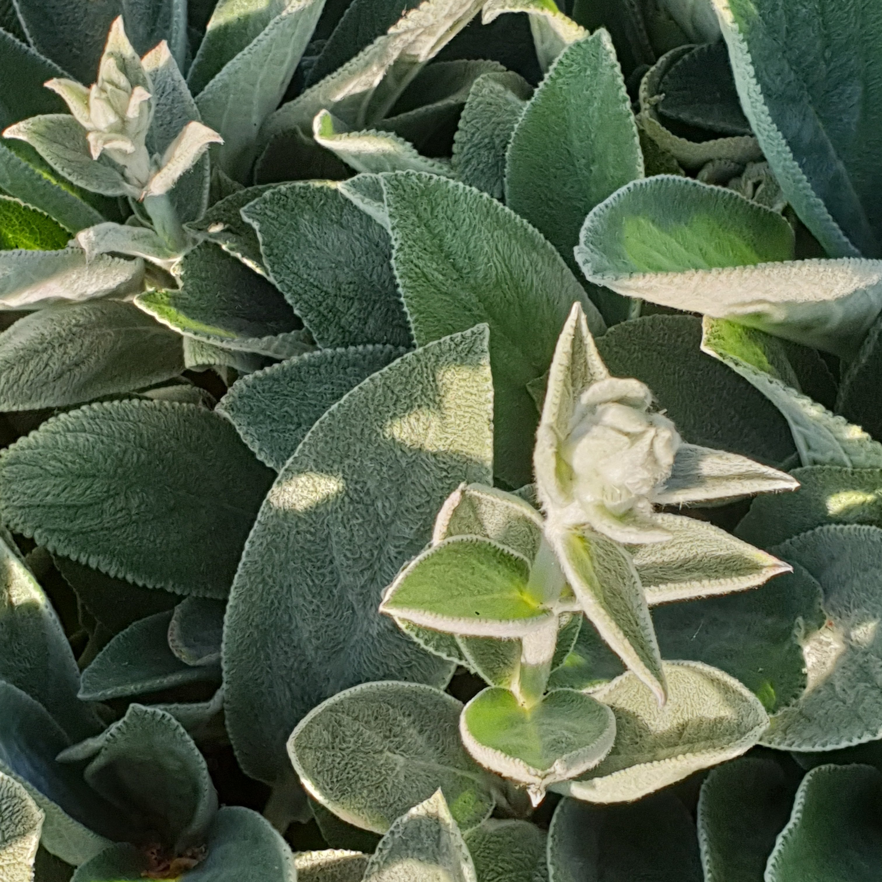 Close-up of green leaves with a focus on texture and color variation.
