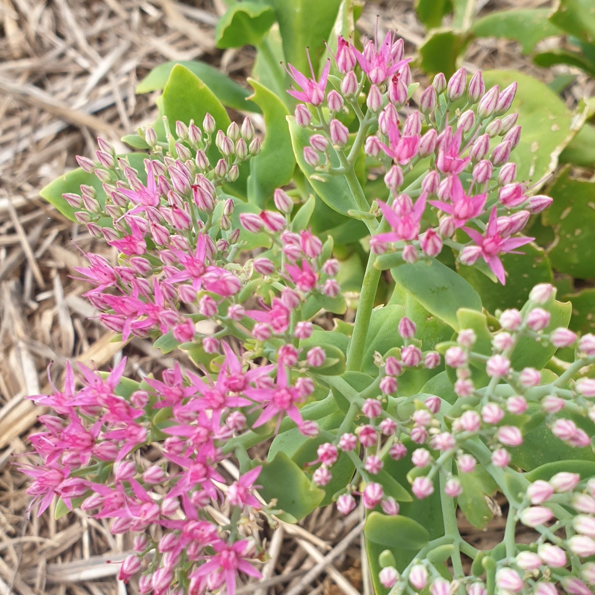 Pink flowers with green leaves on a natural background