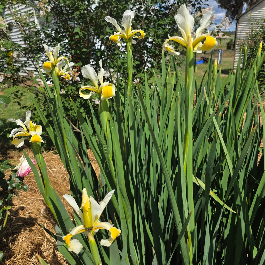 Group of white and yellow flowers with green leaves in a garden setting.