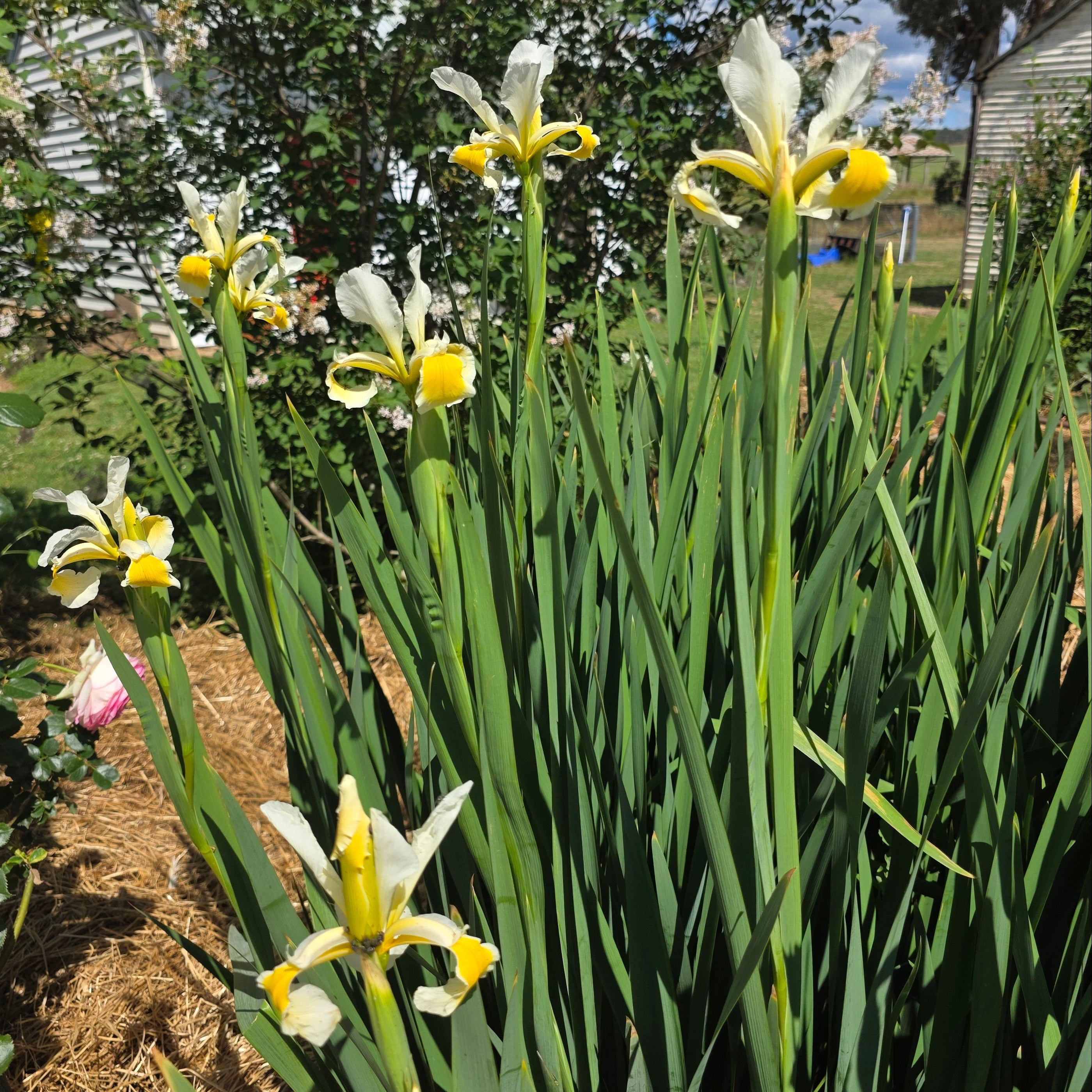 Group of white and yellow flowers with green leaves in a garden setting.