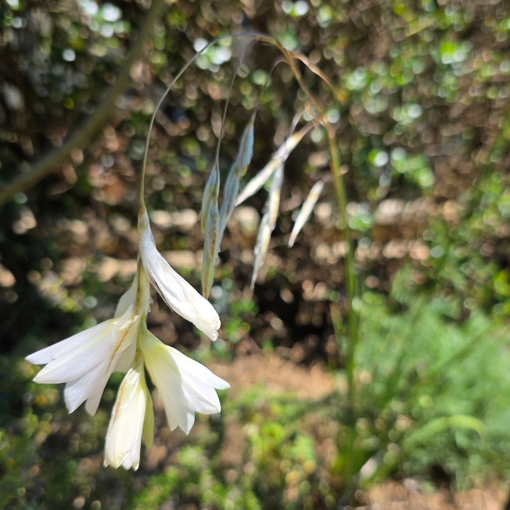 Dierama 'White'