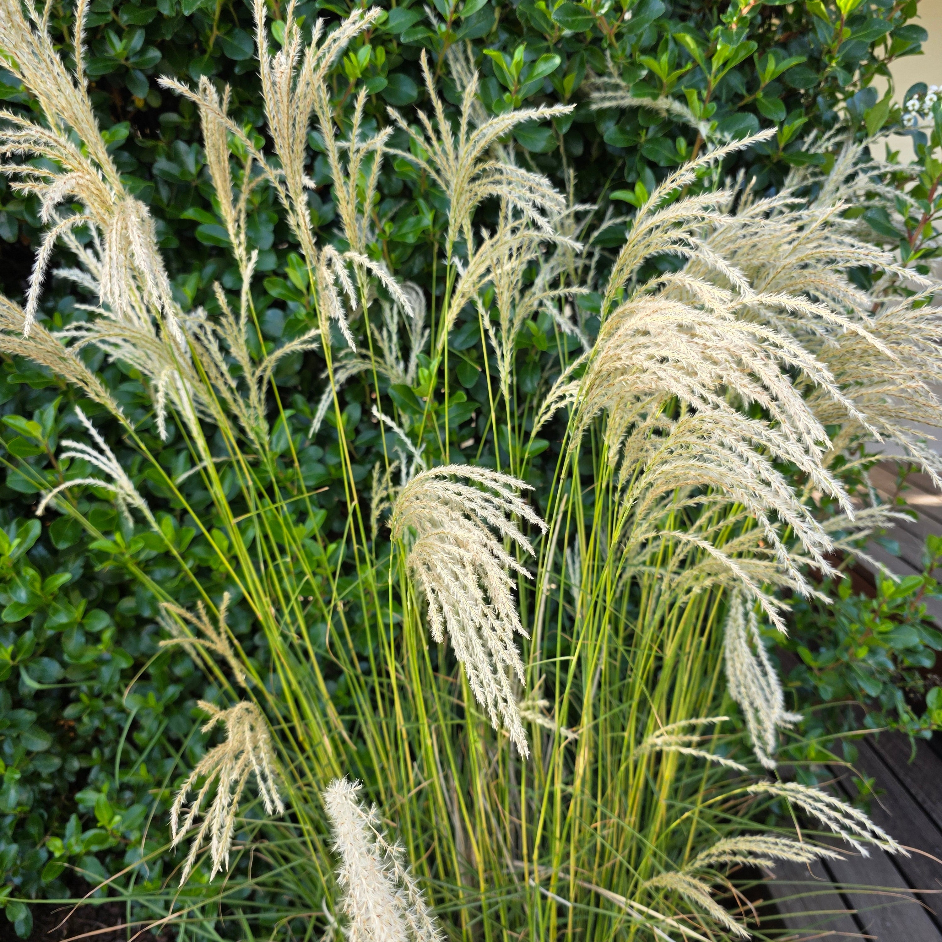 Decorative grass with white plumes against a green bush background