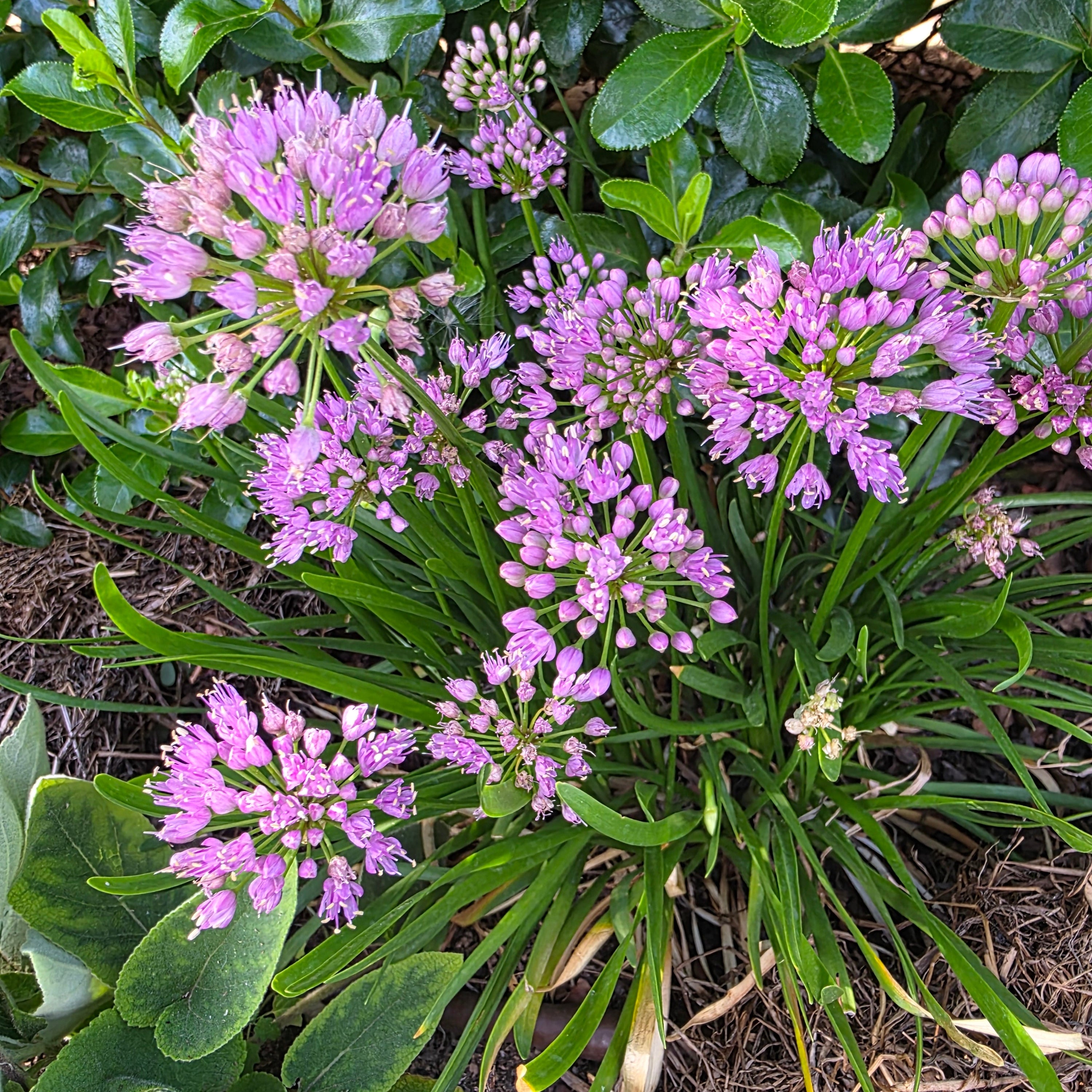 Purple pink flowers with green leaves on a natural background