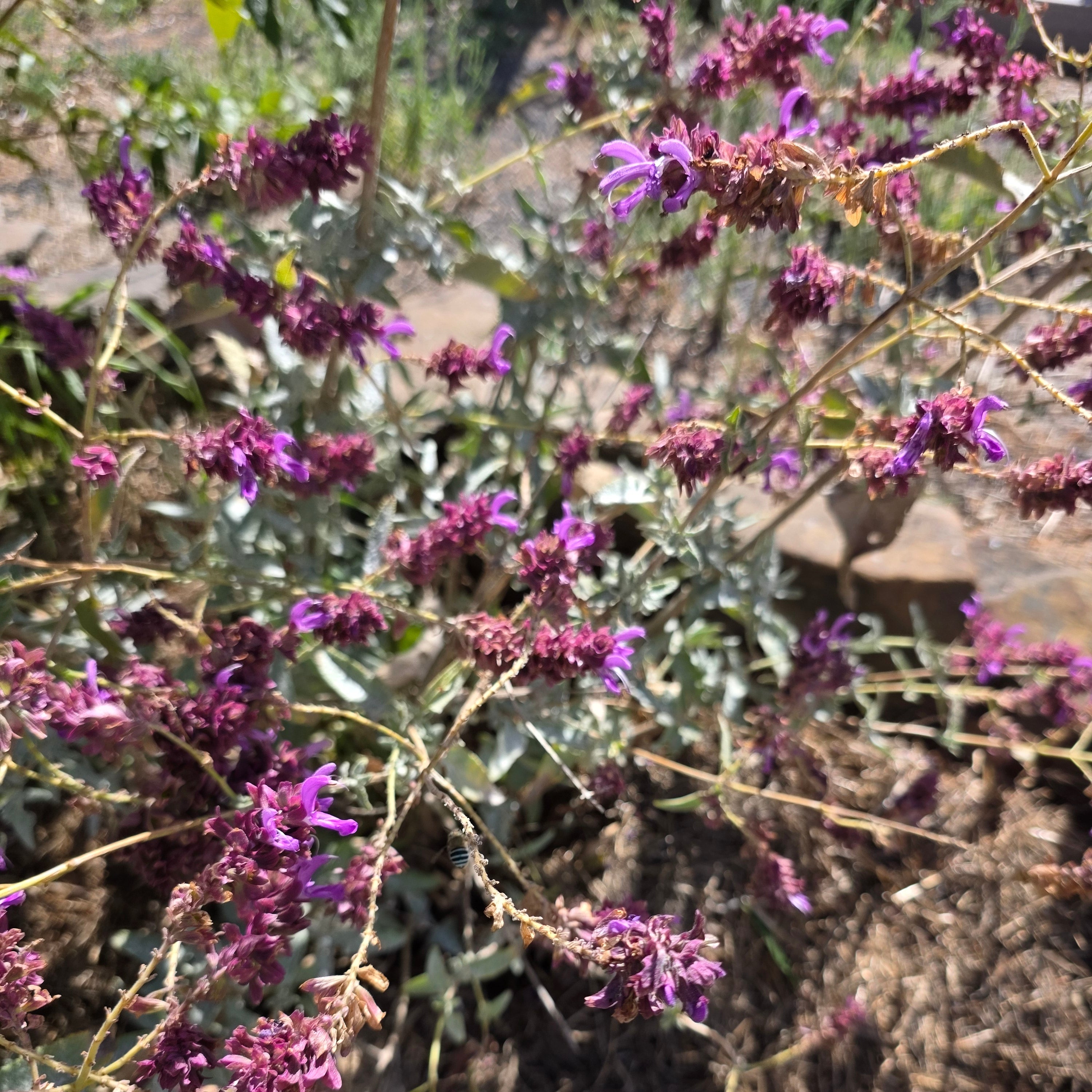 Salvia canariensis var. candidissima