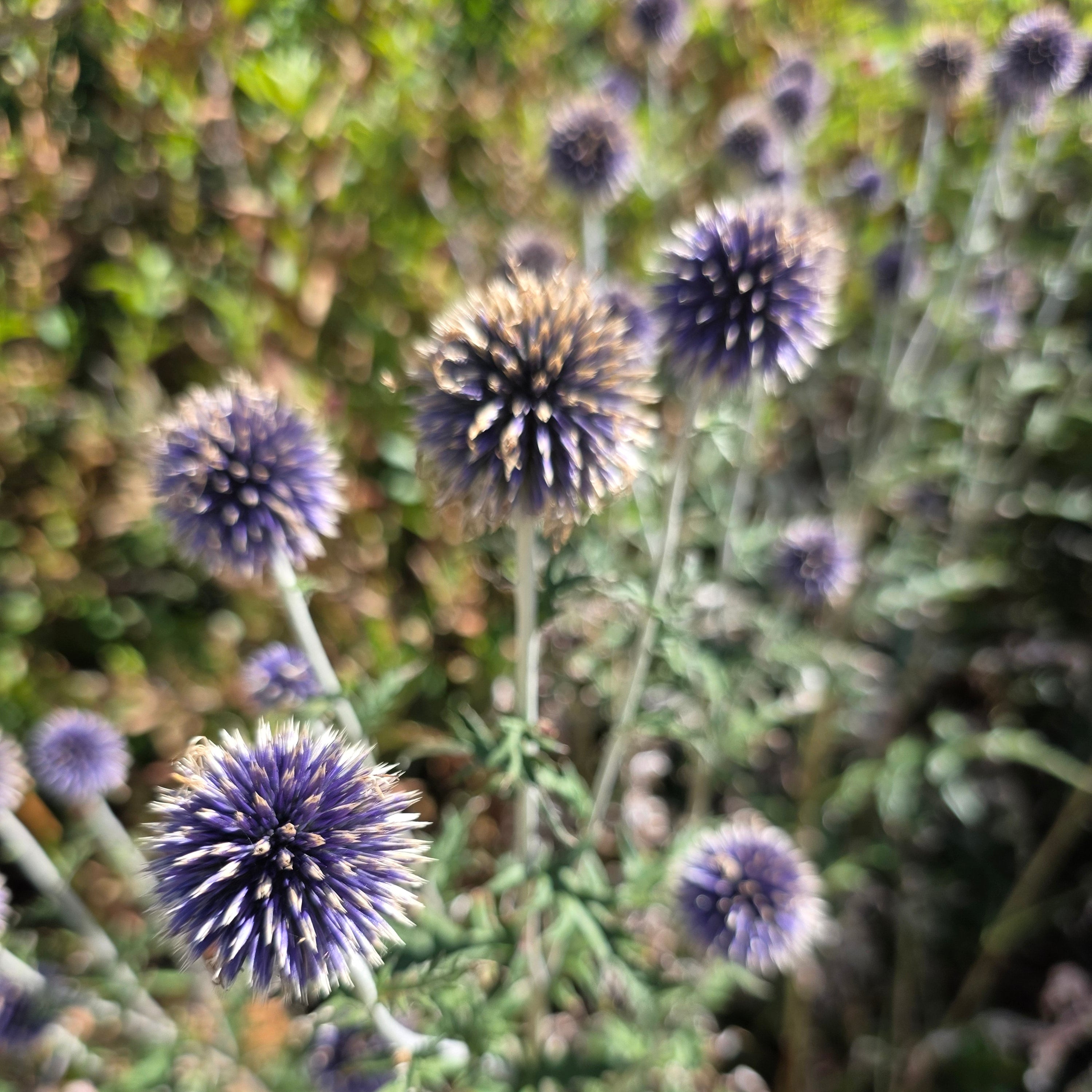 Echinops ritro 'Veitch's Blue'