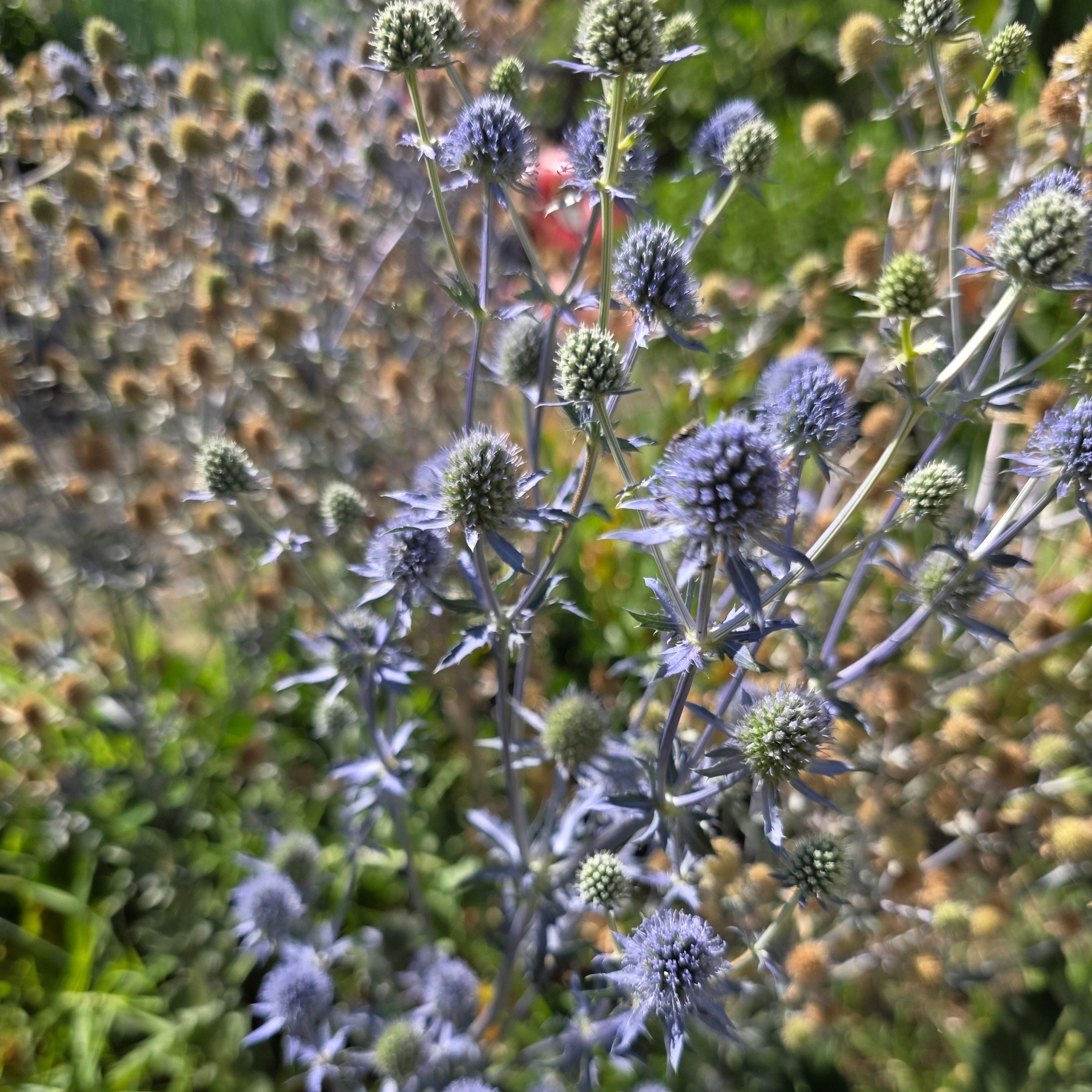 Eryngium planum 'Blaukappe'