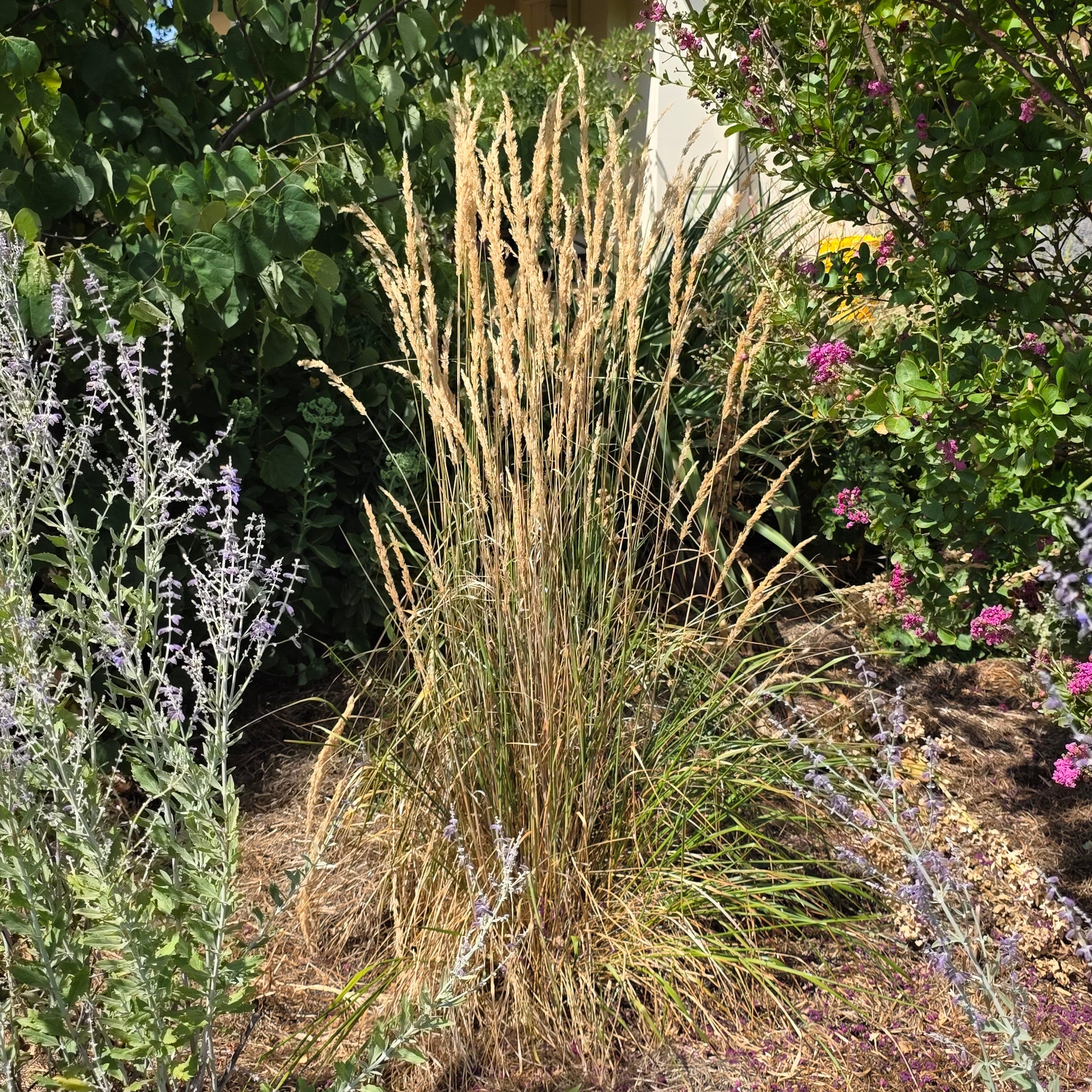 Calamagrostis 'Karl Foerster'