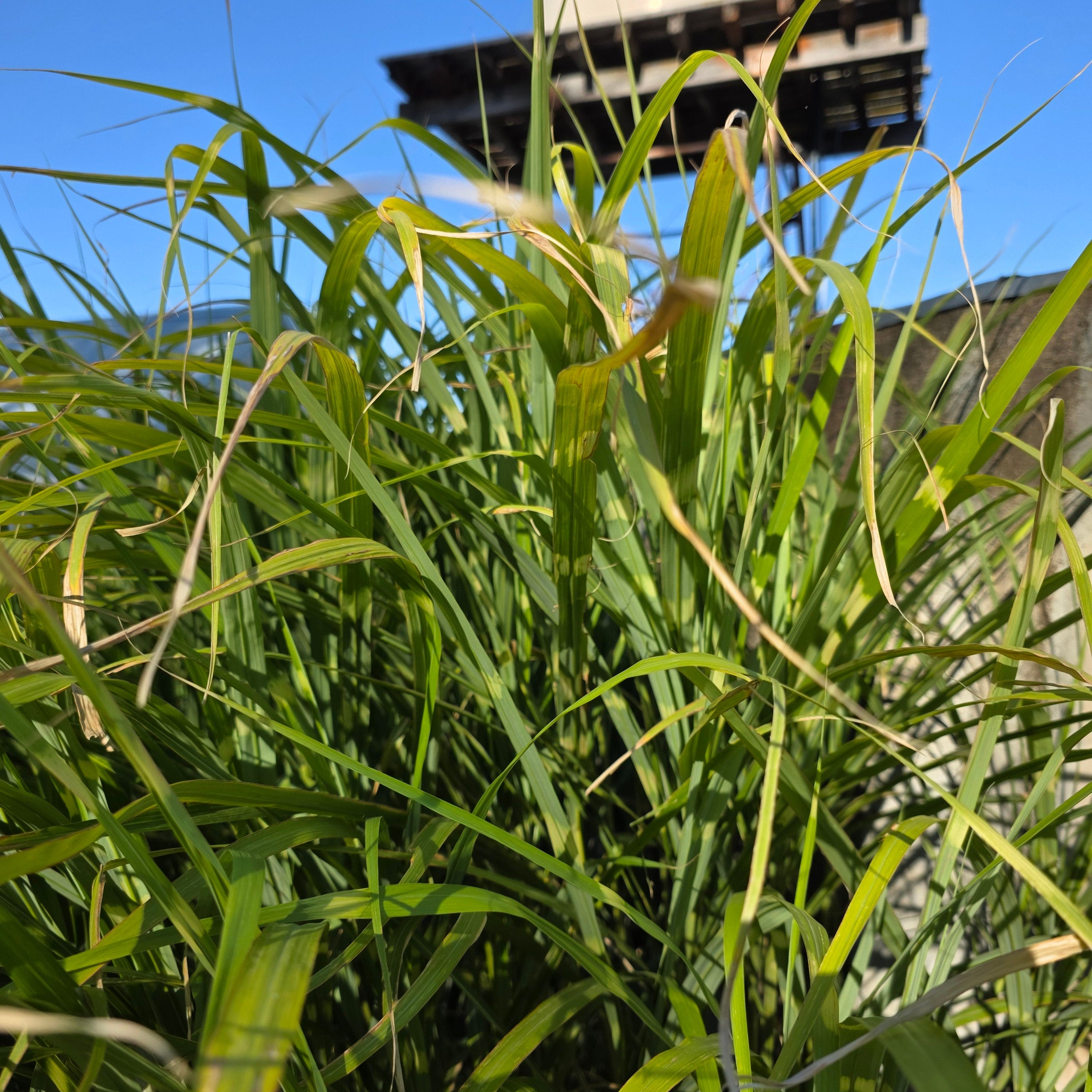 Miscanthus sinensis 'Zebrinus'