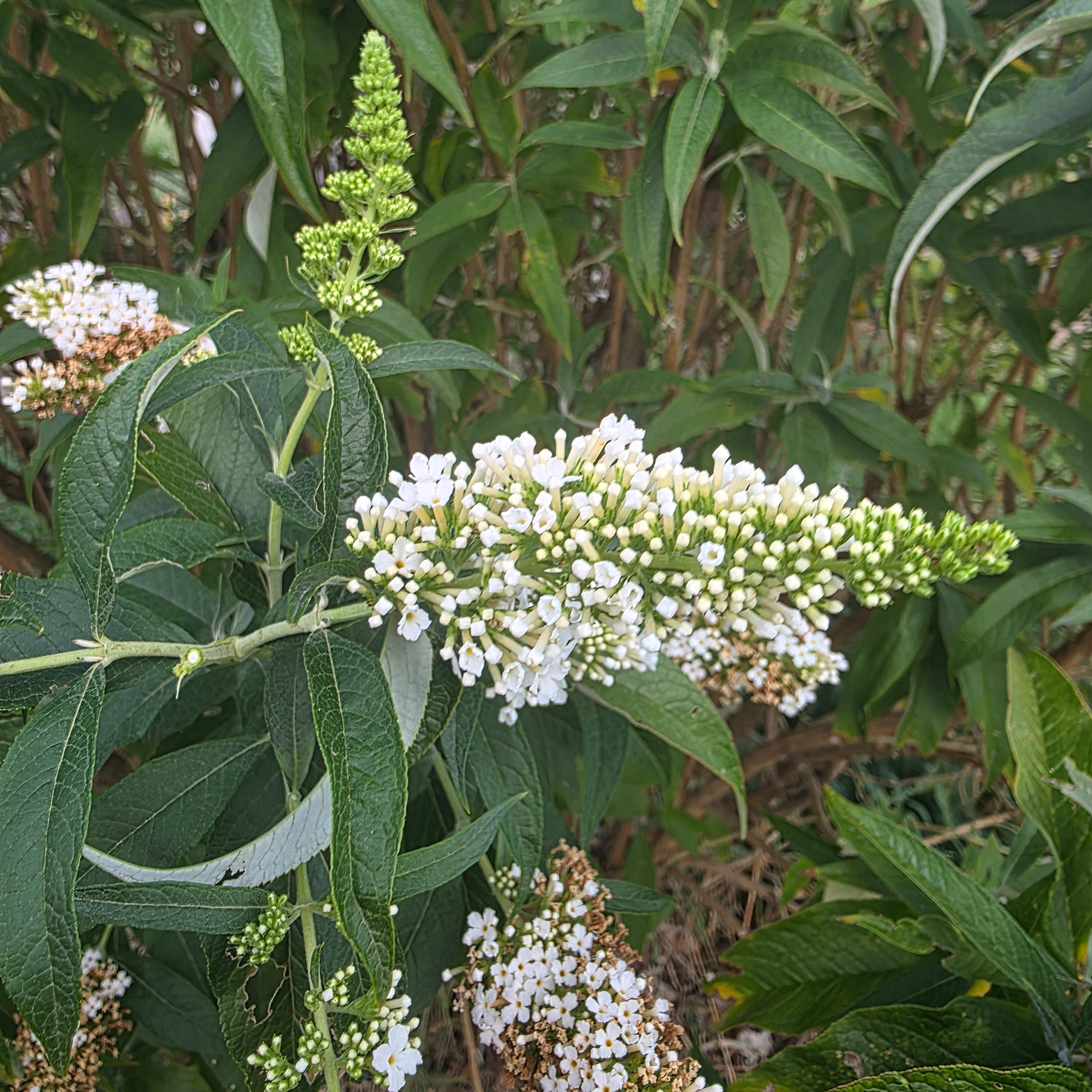 Buddleja davidii 'White Profusion'