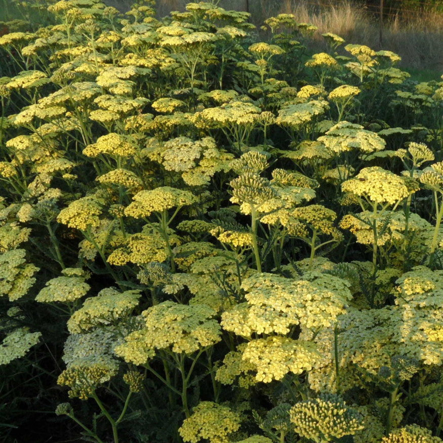 Field of yellow flowering plants with green leaves
