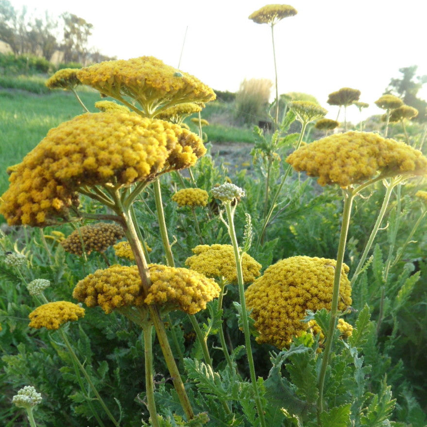 Yellow flowers with green leaves in a natural setting
