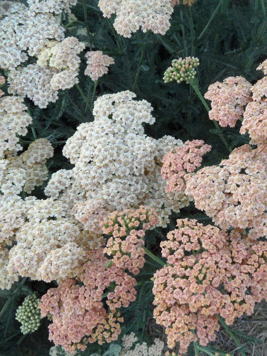 Achillea 'Great Expectation'
