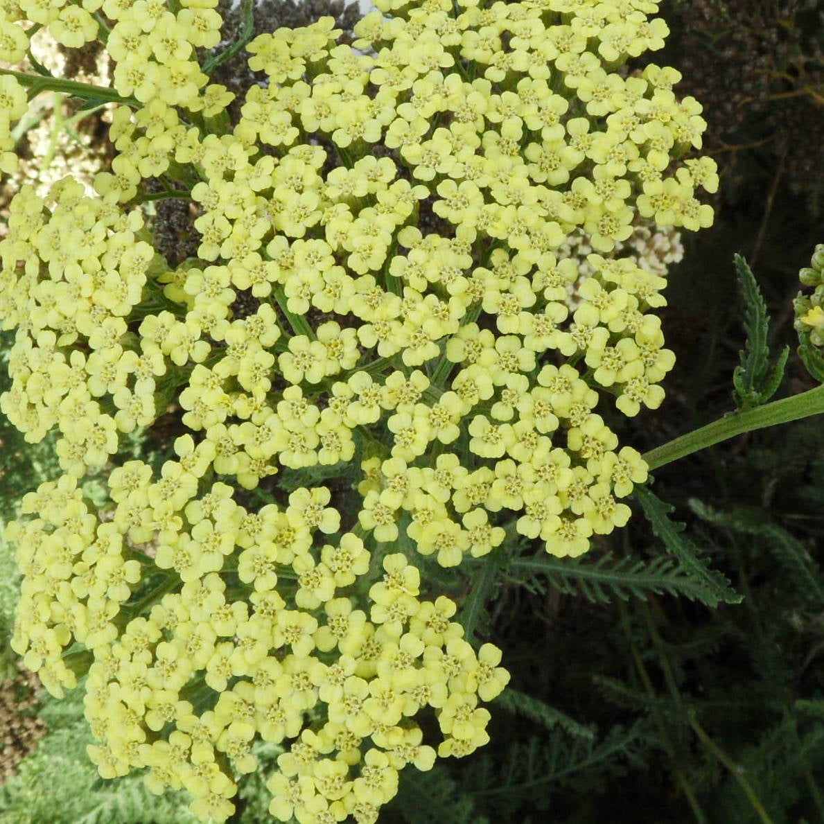 Close-up of yellow flowers with green leaves