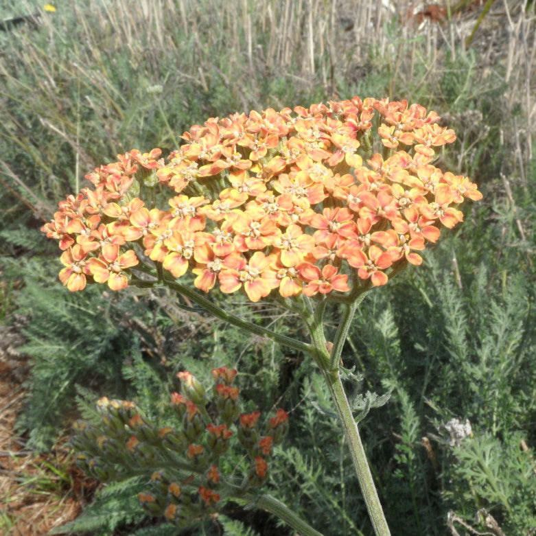 Orange flower cluster in a natural setting with greenery
