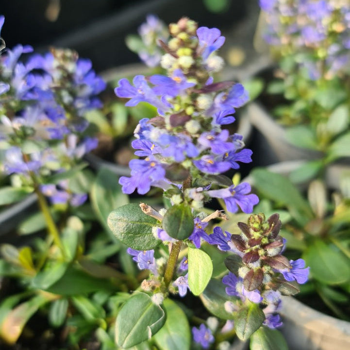 Close-up of purple flowers and green leaves in a pot