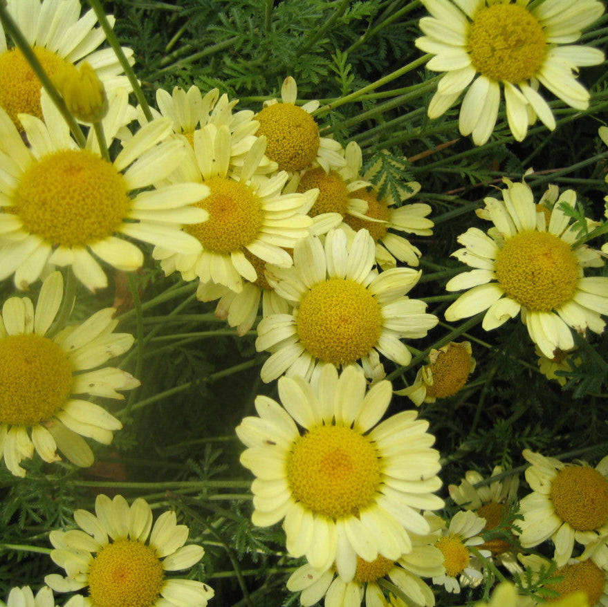 Close-up of yellow and white flowers with green leaves