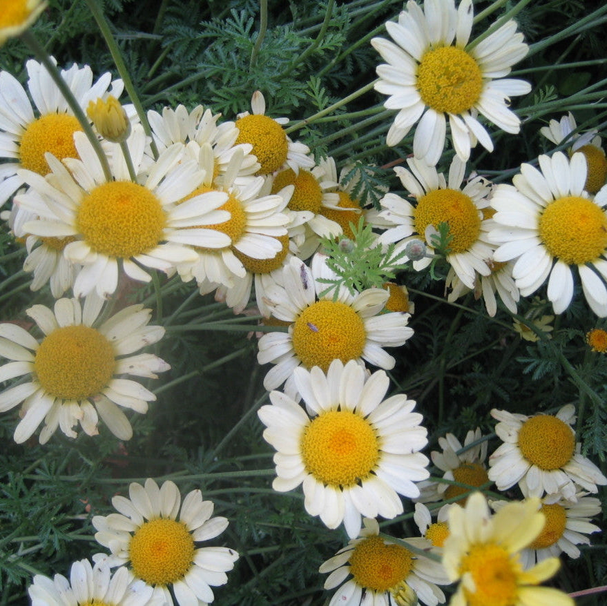 White flowers with yellow centers on a green background