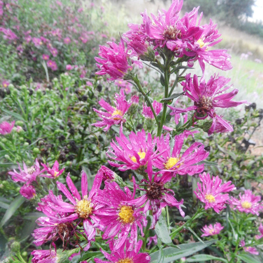 Close-up of pink flowers with green leaves in a natural setting