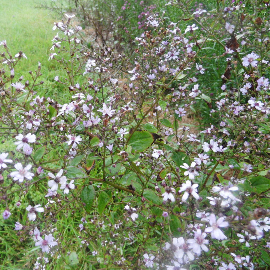Floral plant with white and purple flowers on a green background