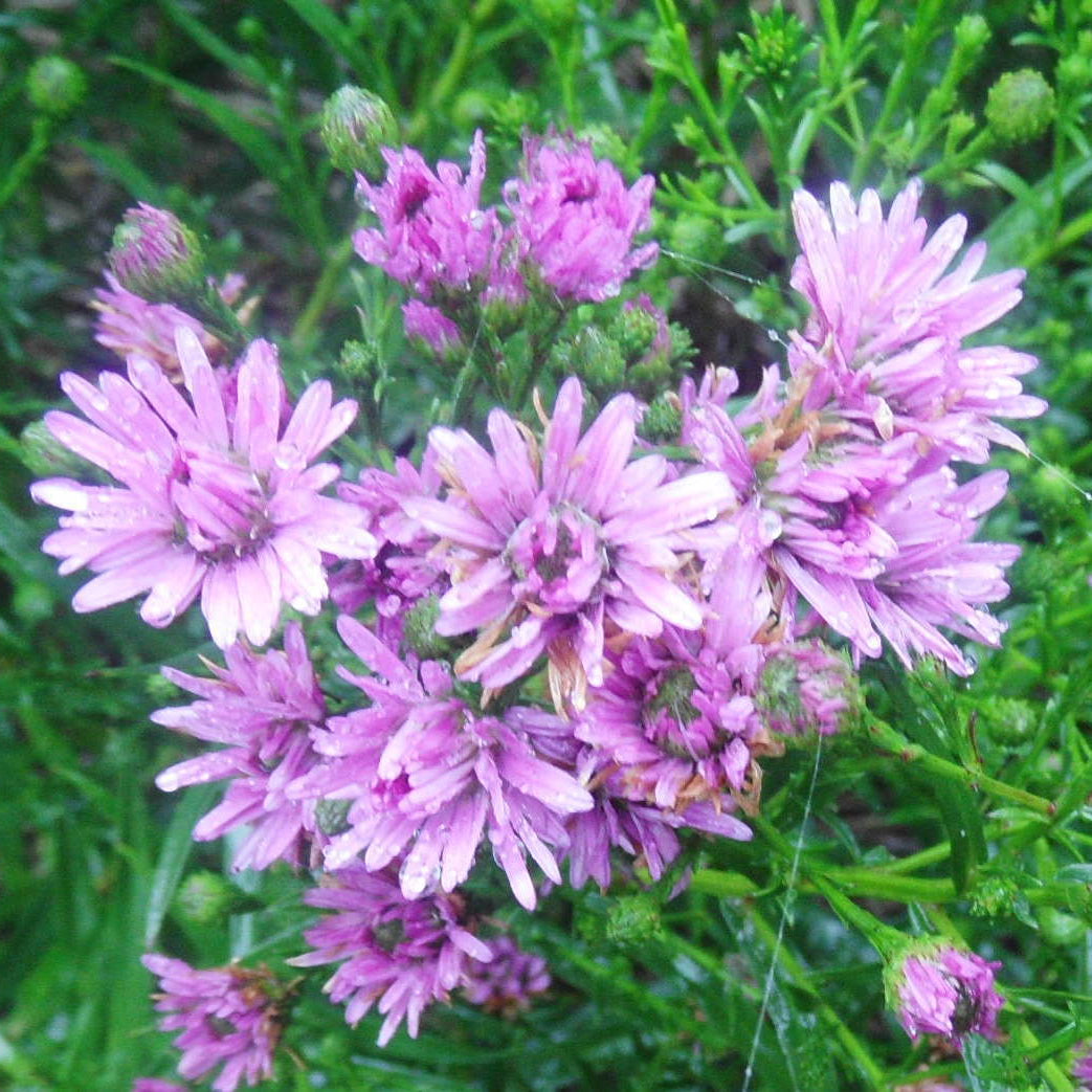 Close-up of purple flowers with green leaves
