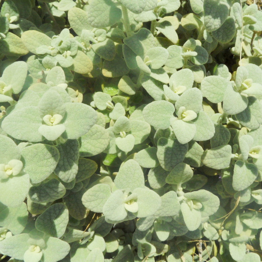 Ballota pseudodictamnus