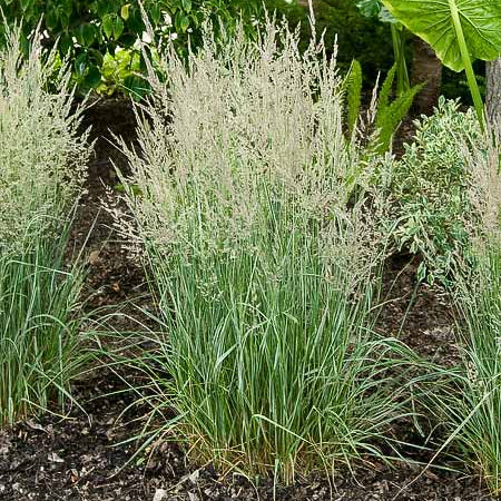 Garden scene with grasses and plants in a natural setting