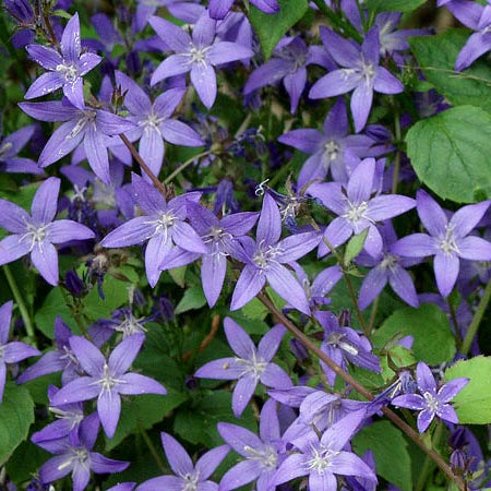Close-up of purple flowers with green leaves