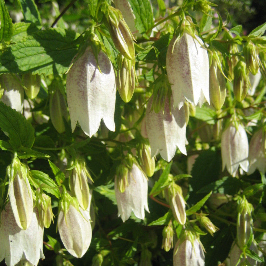 White bell-shaped flowers hanging from green stems with a blurred green background
