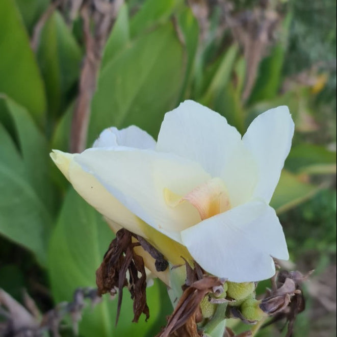 White flower with a blurred green and brown background