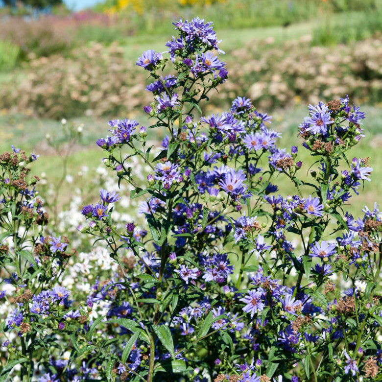 Purple flowers in a garden with a blurred background of greenery and blue sky