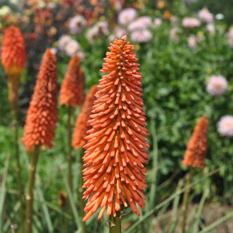 Red hot poker plants with a blurred garden background