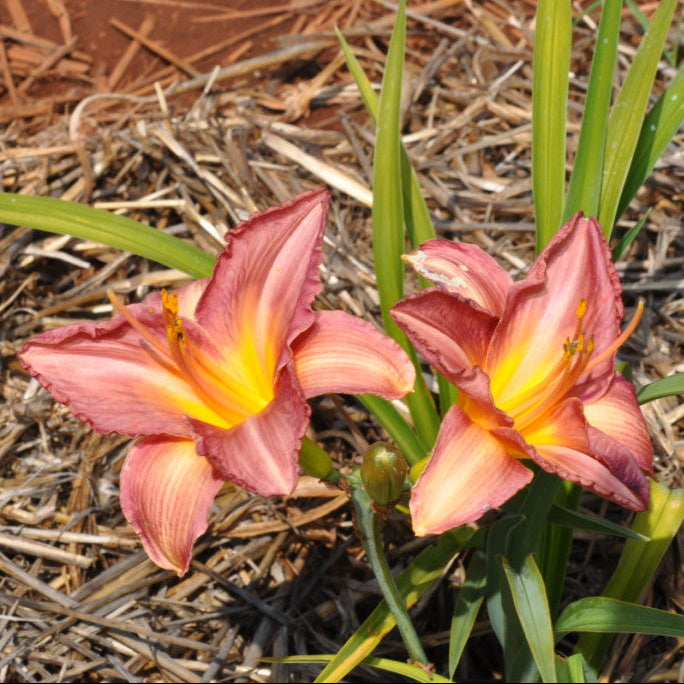 Two pink and yellow flowers growing in a garden bed with mulch.