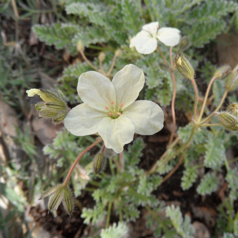 White flowers with green leaves on a natural background