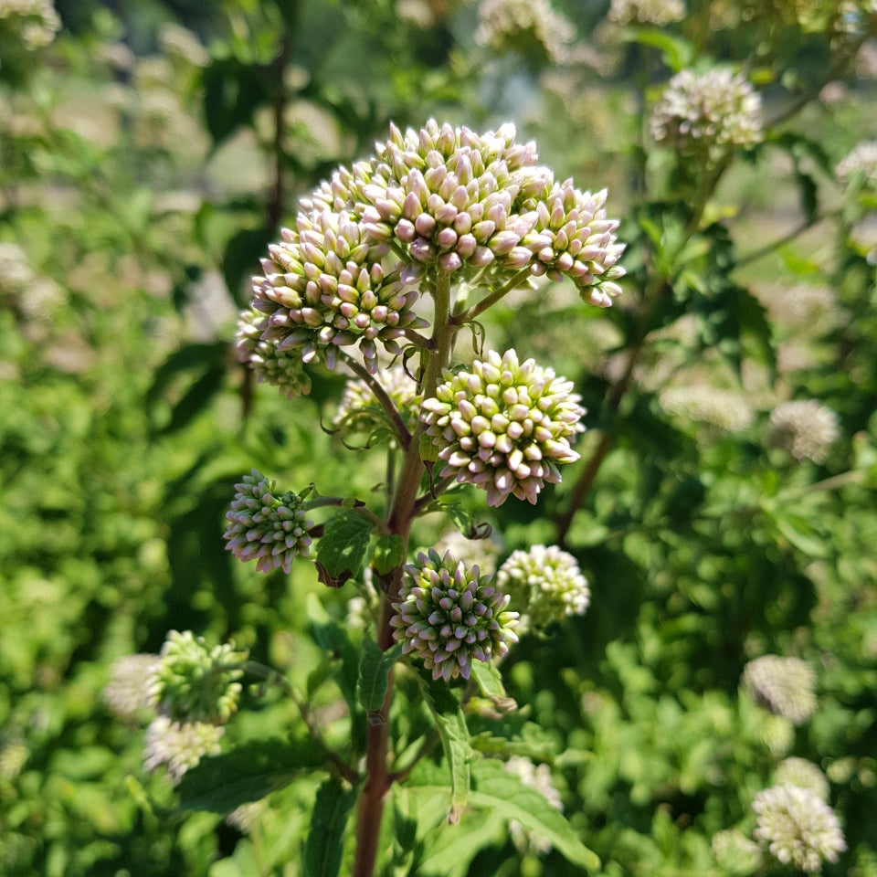Close-up of a plant with small white flowers and green leaves.