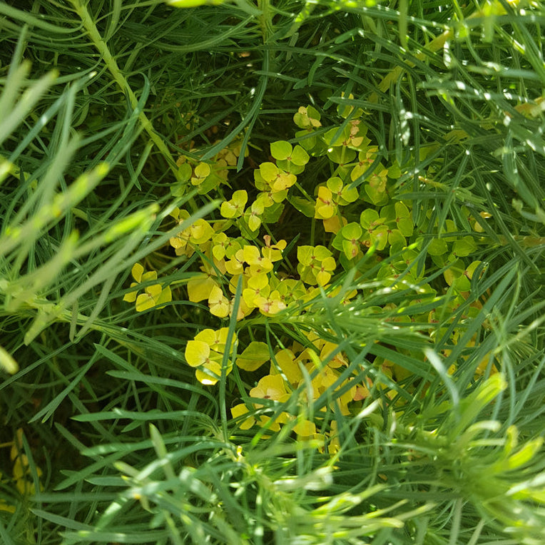 Close-up of green foliage with yellow flowers