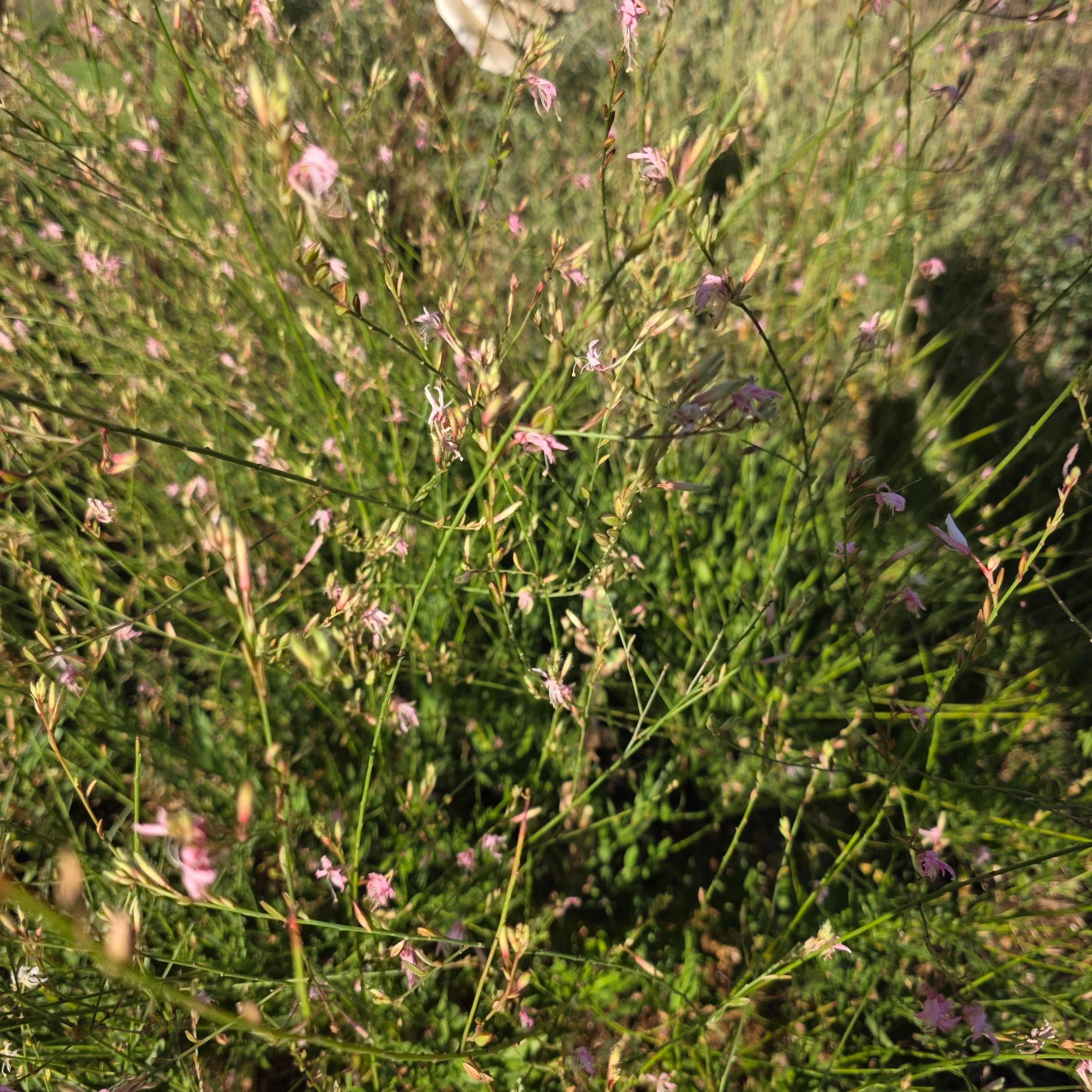 Tall grass with small pink flowers near a body of water