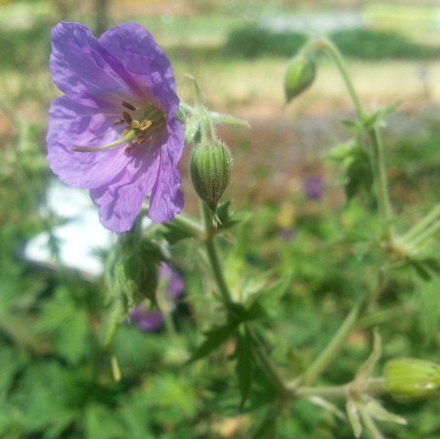 Purple flower with green leaves on a blurred natural background