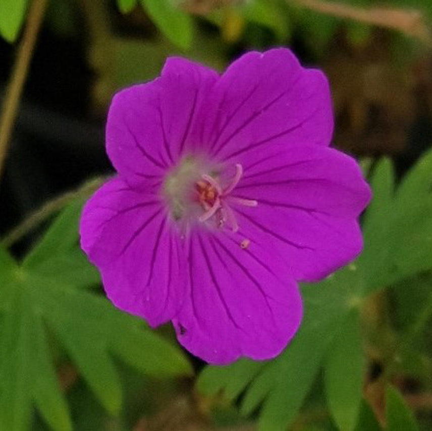 Purple flower with green leaves in the background