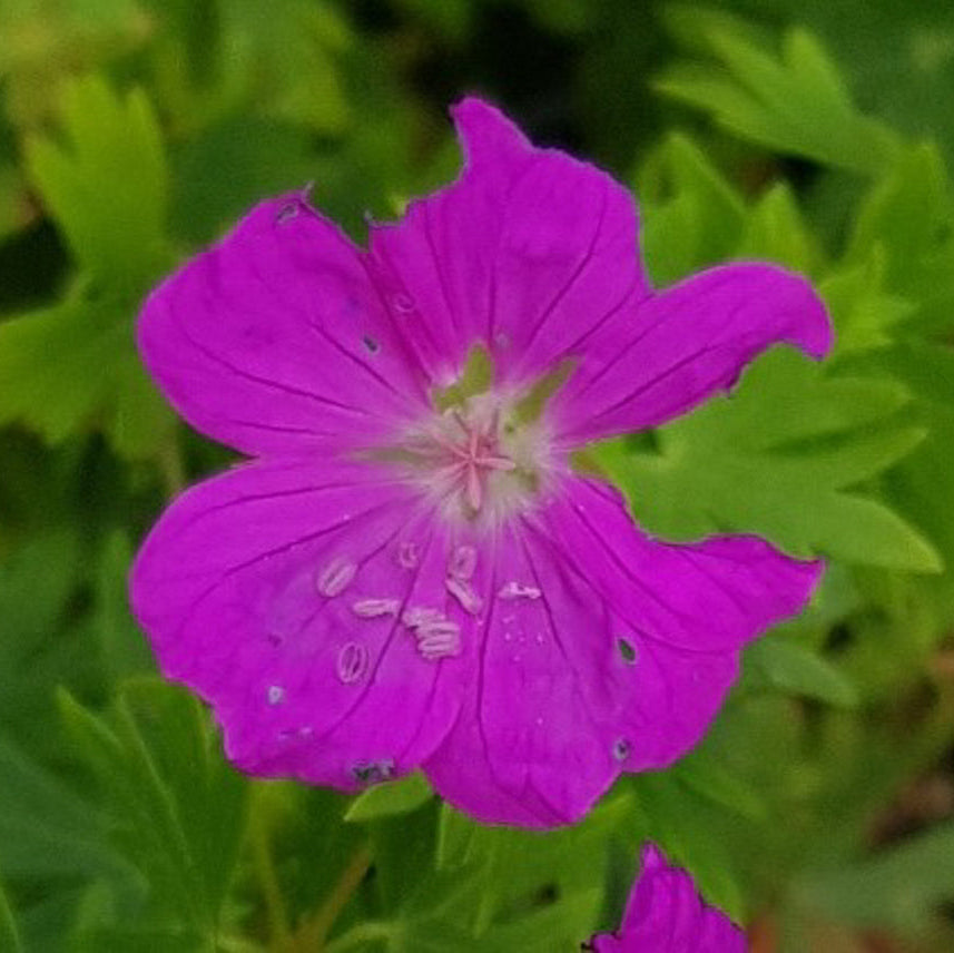 Purple flower with green leaves in the background