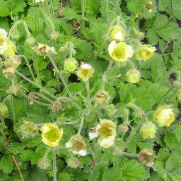 Yellow flowers and green leaves on a plant
