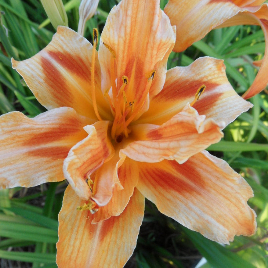 Hemerocallis 'Christine Delaney'