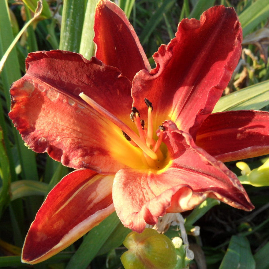 Red flower with a yellow center in a natural setting