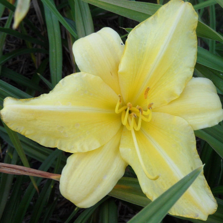 Yellow flower with green leaves in the background