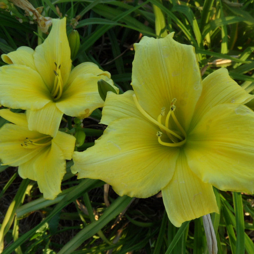 Two yellow flowers in a grassy area
